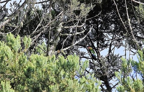 Rose-headed Parakeet A Venezuelan endemic with a small range in the Andes Andes,Estancia La Bravera,Pyrrhura rhodocephala,Rose-crowned parakeet