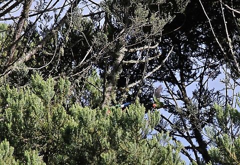 Rose-headed Parakeets flying As quickly as they came, they were gone Andes,Estancia La Bravera,Pyrrhura rhodocephala,Rose-crowned parakeet