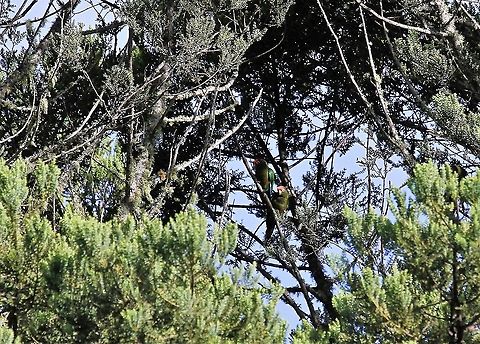 Pair of Rose-headed Parakeets Very colourful endemic parakeet Andes,Estancia La Bravera,Pyrrhura rhodocephala,Rose-crowned parakeet