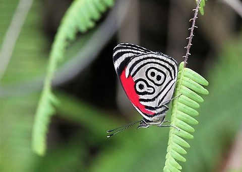 Anna's Eighty-eight In the San Eusebio Cloud Forest near Merida Annas eighty-eight,Diaethria anna,Merida,San Eusebio Cloud Forest
