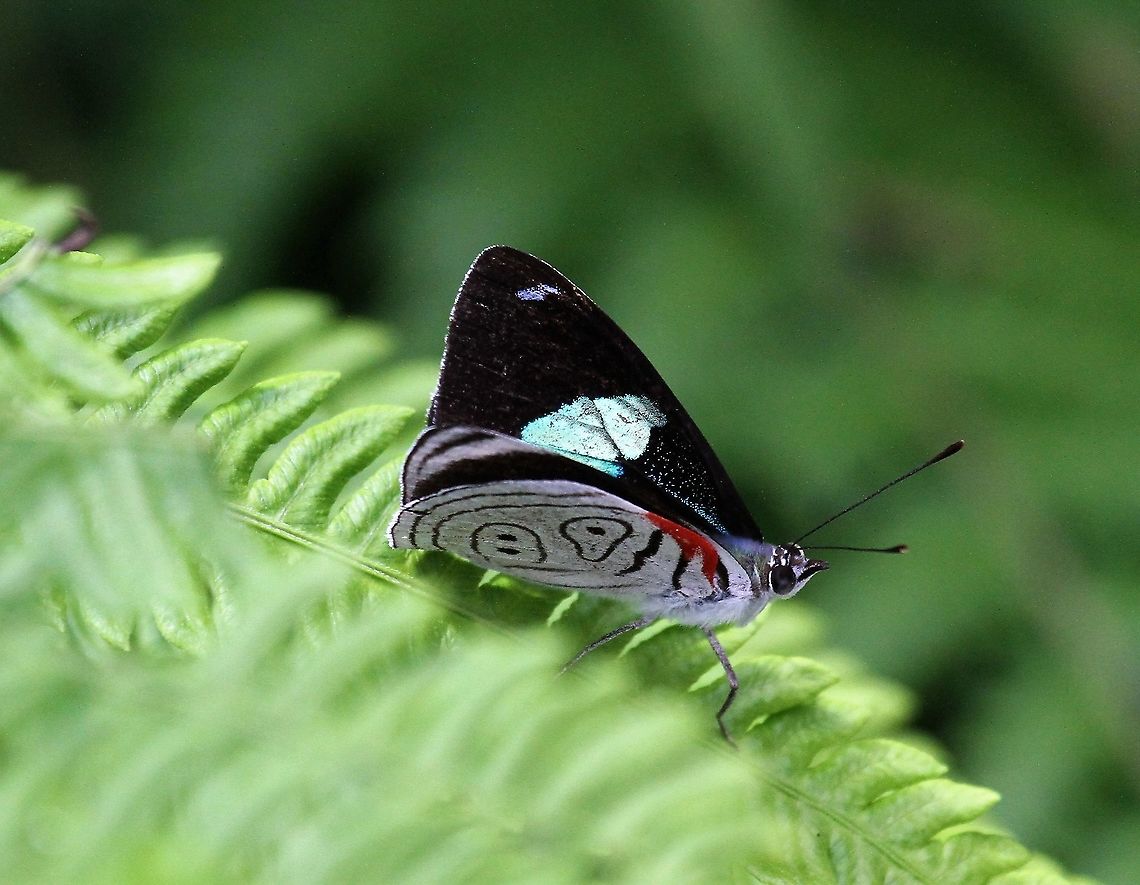 Anna's Eighty-eight In the San Eusebio Cloud Forest Annas eighty-eight,Diaethria anna,Merida,San Eusebio Cloud Forest