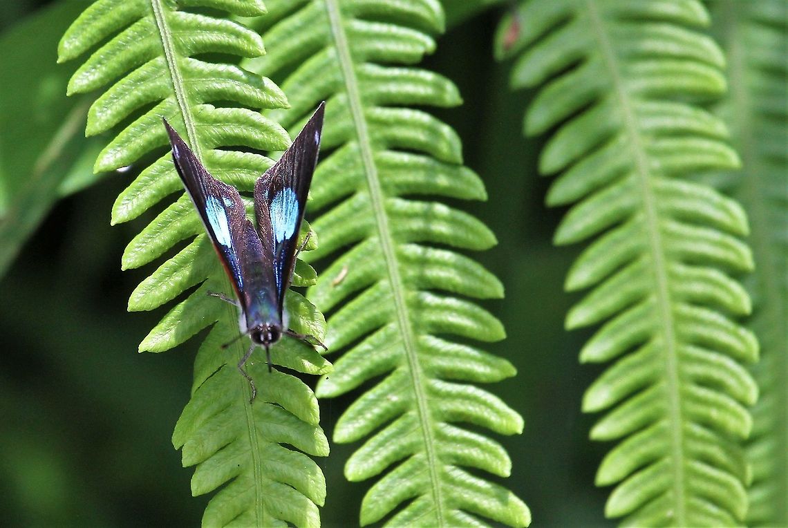Anna's Eighty-eight In the San Eusebio Cloud Forest Annas eighty-eight,Diaethria anna,Merida,San Eusebio Cloud Forest