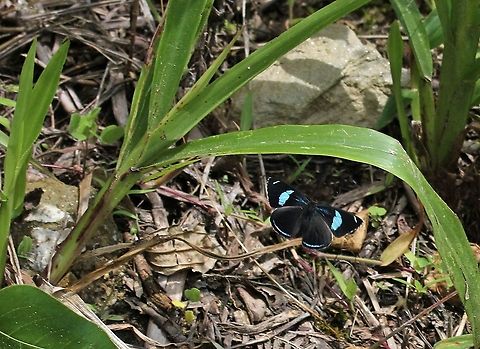 Anna's Eighty-eight Stalked for a long time for this Annas eighty-eight,Diaethria anna,Merida,San Eusebio Cloud Forest