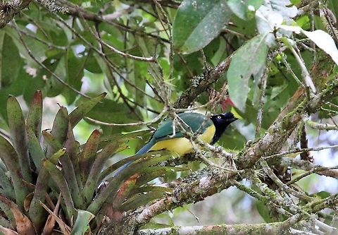 Inca Jay Known as Inca Jay in Venezuela Cyanocorax yncas,Green Jay,Inca Jay,Merida,San Eusebio Cloud Forest