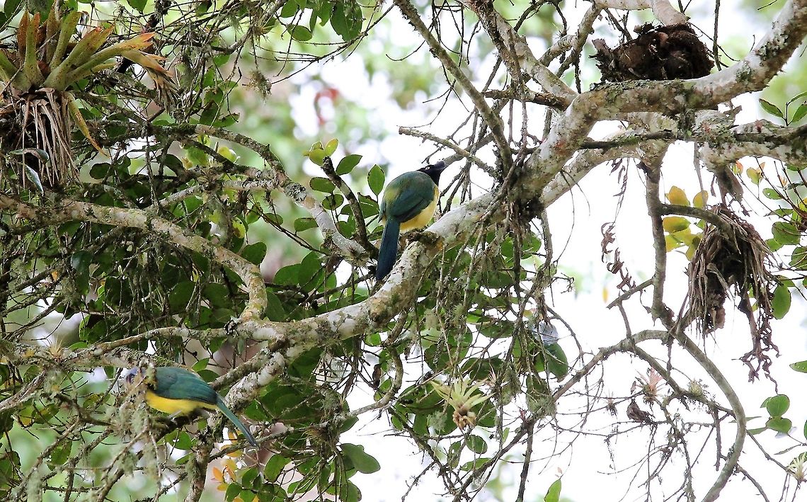 Inca Jays A pair amongst the bromeliads Cyanocorax yncas,Green Jay,Inca Jay,Merida,San Eusebio Cloud Forest