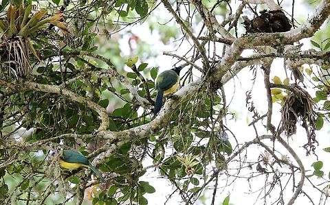 Inca Jays A pair amongst the bromeliads Cyanocorax yncas,Green Jay,Inca Jay,Merida,San Eusebio Cloud Forest
