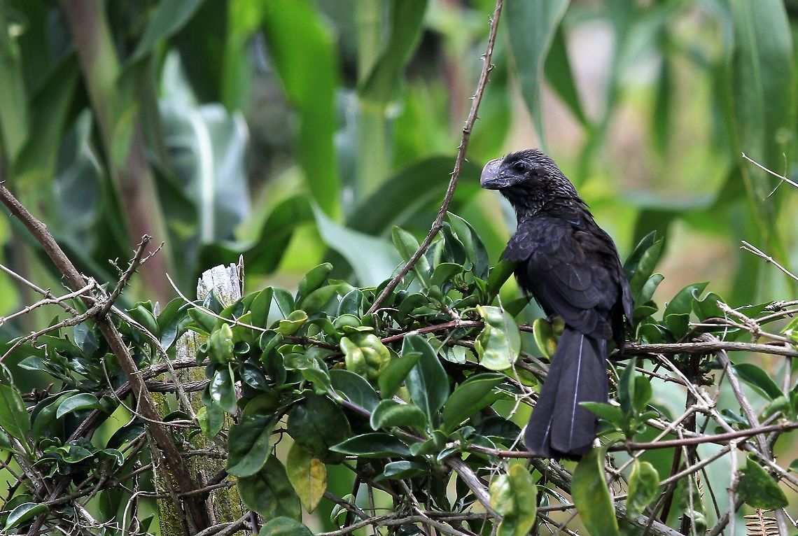 Smooth-billed Ani A big heavy bird Crotophaga ani,Merida,San Eusebio Cloud Forest,Smooth-billed ani