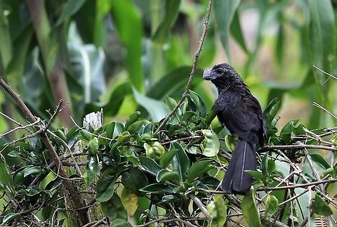 Smooth-billed Ani A big heavy bird Crotophaga ani,Merida,San Eusebio Cloud Forest,Smooth-billed ani