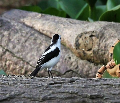 Pied Water-tyrant From a canoe in the delta -  magic Fluvicola pica,Orinoco Delta,Pied water tyrant