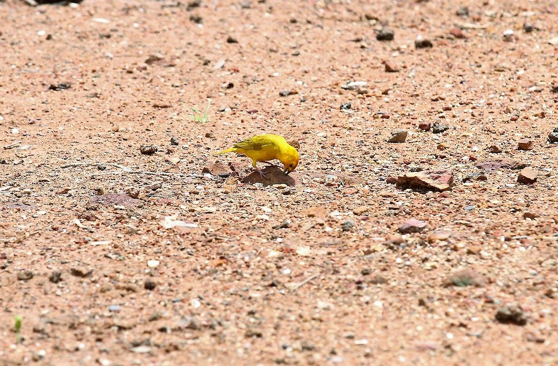 Saffron Finch On the road into Hato Pindeo Hato Pinero,Los Llanos,Saffron Finch,Sicalis flaveola