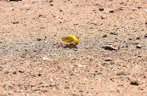 Saffron Finch On the road into Hato Pindeo Hato Pinero,Los Llanos,Saffron Finch,Sicalis flaveola