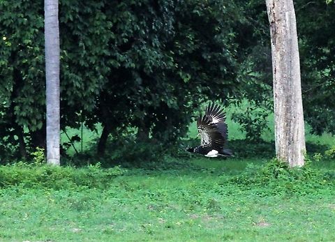 Horned Screamer Lovely big bird Anhima cornuta,Hato Pinero,Horned screamer,Los Llanos