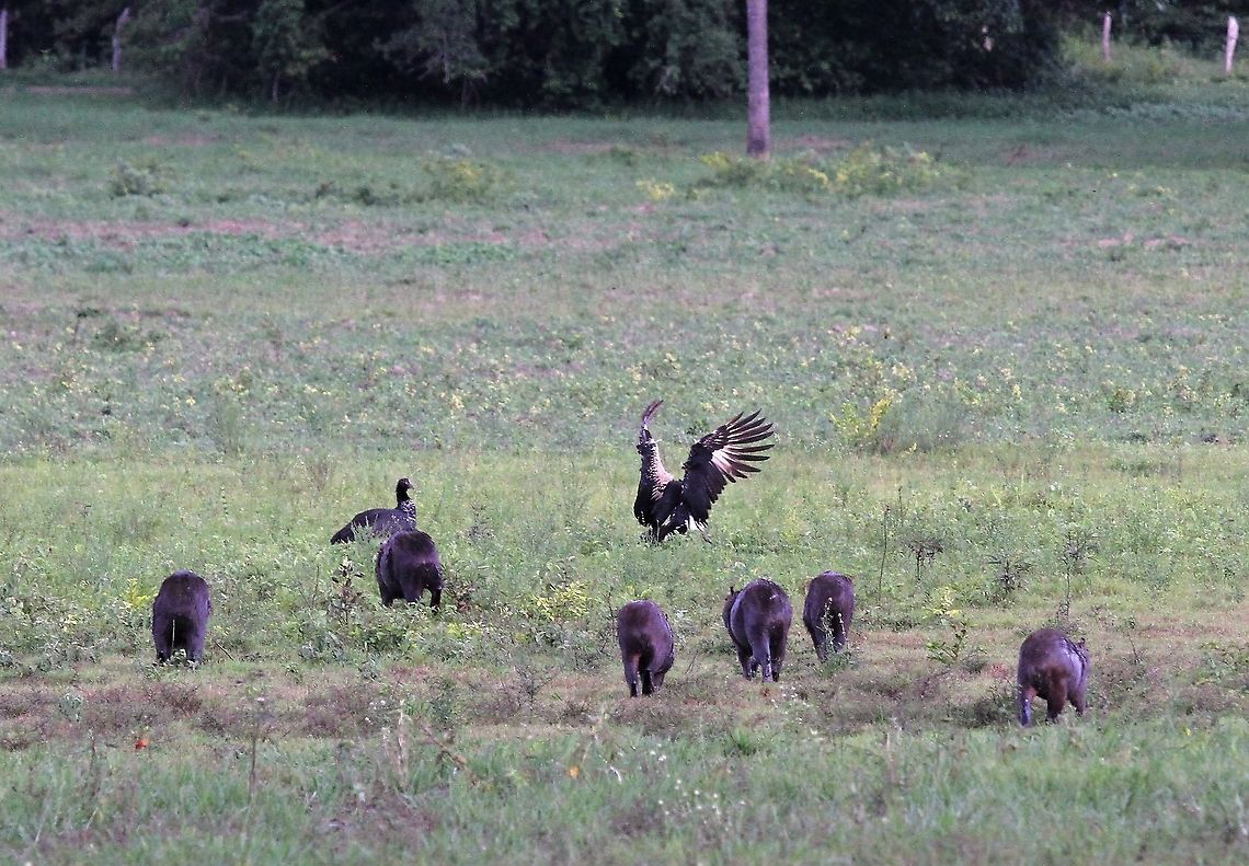 Horned Screamers with Capybaras On this great ranch Anhima cornuta,Hato Pinero,Horned screamer,Los Llanos