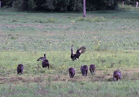 Horned Screamers with Capybaras On this great ranch Anhima cornuta,Hato Pinero,Horned screamer,Los Llanos