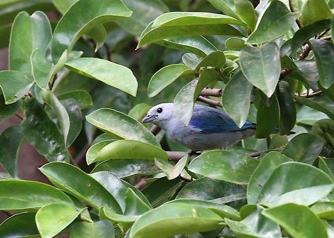Blue-gray Tanager  Blue-gray Tanager,Hato Pinero,Los Llanos,Thraupis episcopus