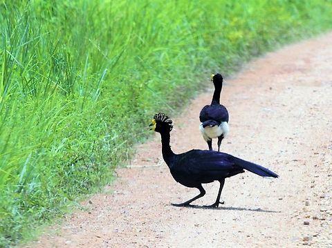 Yellow-knobbed Curassows About to take flight Crax daubentoni,Hato Pinero,Los Llanos,Yellow-knobbed curassow