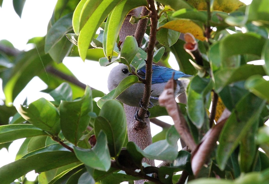Blue-gray Tanager Camouflaged!! Not!!! Blue-gray Tanager,Hato Pinero,Los Llanos,Thraupis episcopus