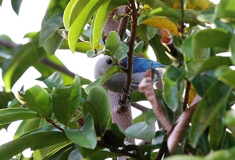 Blue-gray Tanager Camouflaged!! Not!!! Blue-gray Tanager,Hato Pinero,Los Llanos,Thraupis episcopus