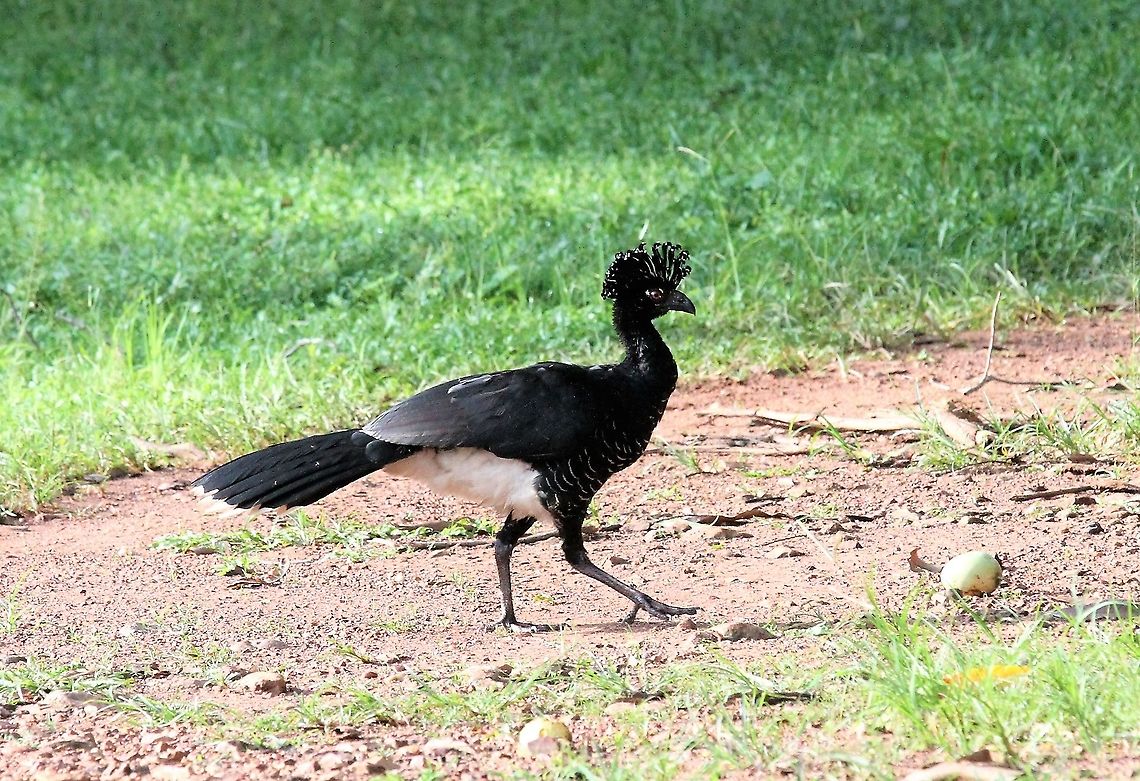 Yellow-knobbed Curassow - hen Female - hen of the species more lined breast &amp; no yellow Crax daubentoni,Hato Pinero,Los Llanos,Yellow-knobbed curassow