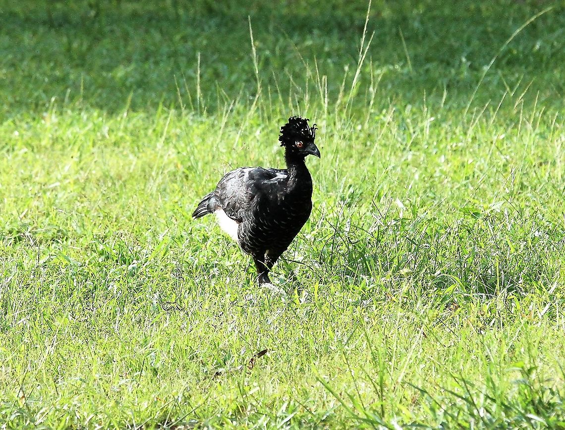 Yellow-knobbed Curassow, hen Female - hen of the species, more lined breast &amp; no yellow Crax daubentoni,Hato Pinero,Los Llanos,Yellow-knobbed curassow