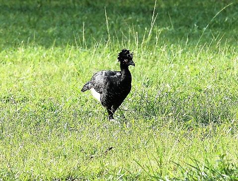 Yellow-knobbed Curassow, hen Female - hen of the species, more lined breast & no yellow Crax daubentoni,Hato Pinero,Los Llanos,Yellow-knobbed curassow