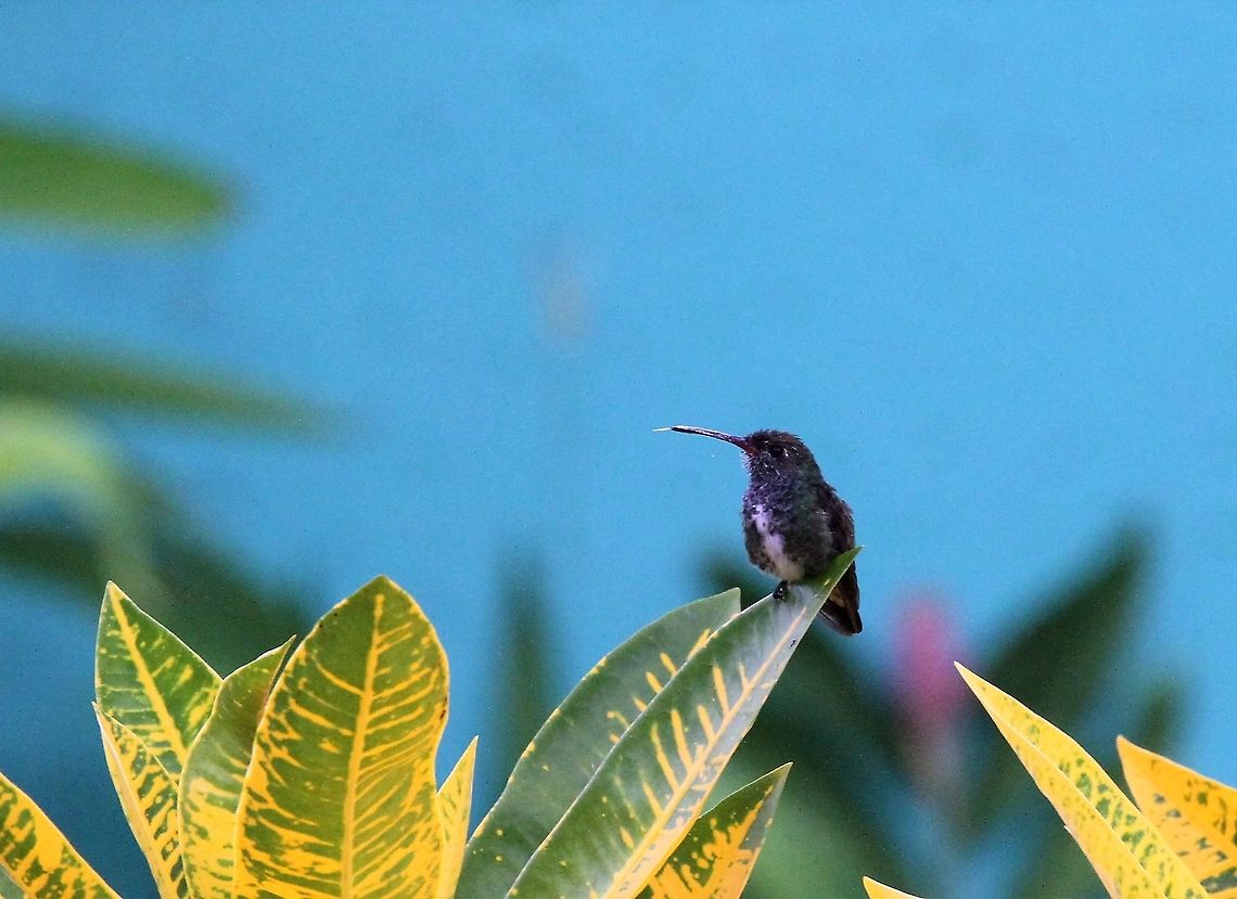 Glittering-throated Emerald  Amazilia fimbriata,Choroni,Glittering-throated emerald,Henri Pittier National Park