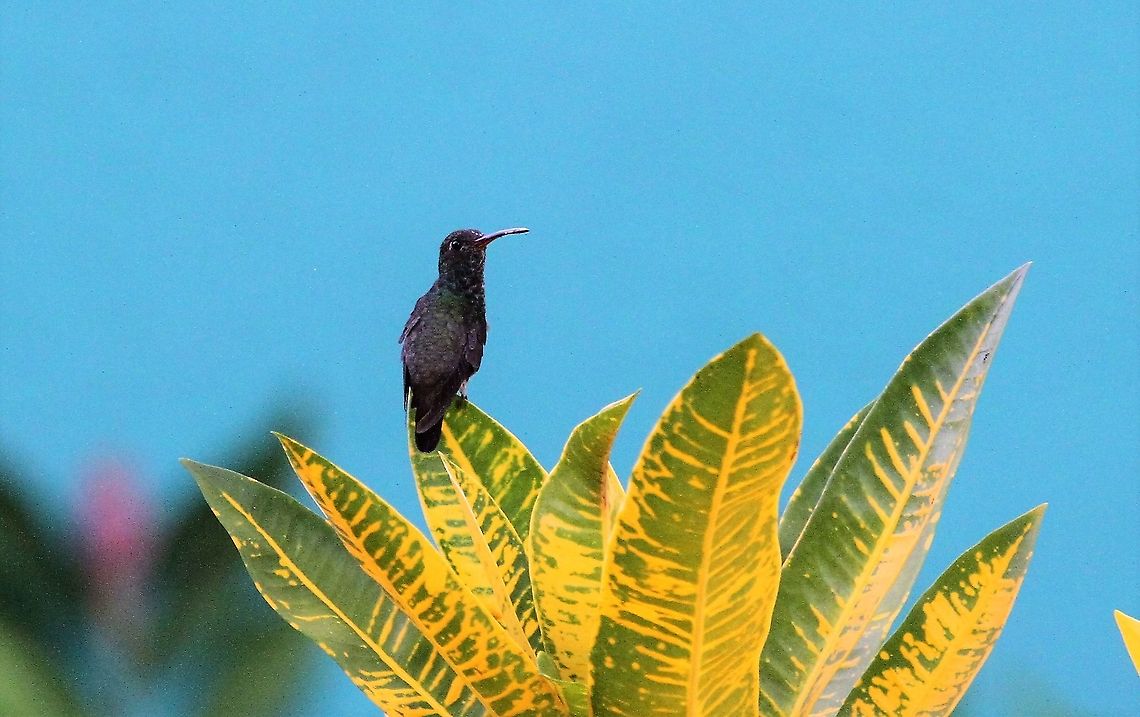 Glittering-throated Emerald  Amazilia fimbriata,Choroni,Glittering-throated emerald,Henri Pittier National Park