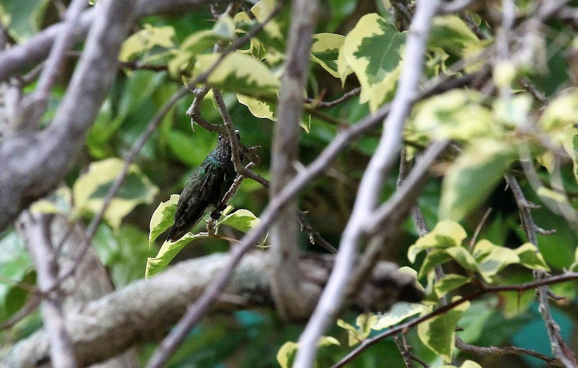 Glittering-throated Emerald  Amazilia fimbriata,Choroni,Glittering-throated emerald,Henri Pittier National Park