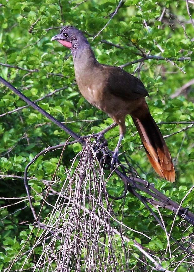 Rufous-vented Chachalaca Easier to see the rufous venting Choroni,Henri Pittier National Park,Ortalis ruficauda,Rufous-vented chachalaca