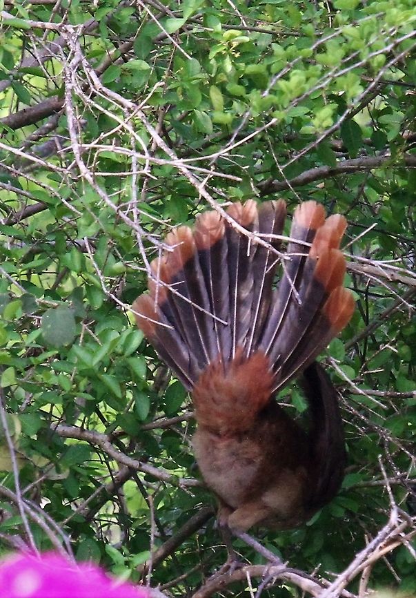 Rufous-vented Chachalaca Not bashful!  Showing off!! Choroni,Henri Pittier National Park,Ortalis ruficauda,Rufous-vented chachalaca