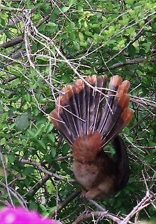 Rufous-vented Chachalaca Not bashful!  Showing off!! Choroni,Henri Pittier National Park,Ortalis ruficauda,Rufous-vented chachalaca