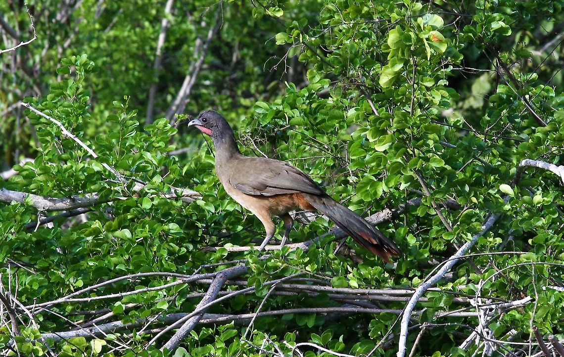Rufous-vented Chachalaca Posing!! Choroni,Henri Pittier National Park,Ortalis ruficauda,Rufous-vented chachalaca
