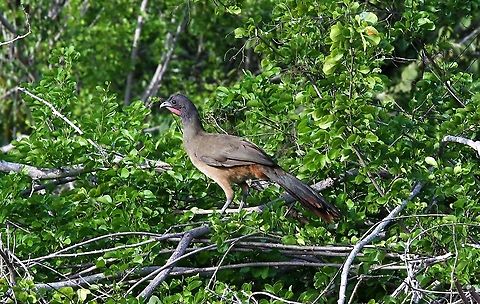 Rufous-vented Chachalaca Posing!! Choroni,Henri Pittier National Park,Ortalis ruficauda,Rufous-vented chachalaca