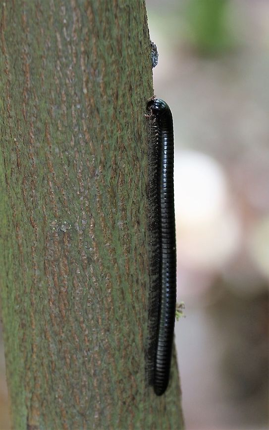 Orthoporus dorsovittatus I believe this &quot;may&quot; be as described above, It is a black millipede of approx. 10cms in the Wedge-capped capuchin range -  2 possible aids to identification (or not) - <a href="https://www.researchgate.net/publication/227036591_Seasonal_Anointment_with_Millipedes_in_a_Wild_Primate_A_Chemical_Defense_Against_Insects#!#                                                                                                                                      and                                                                                                                                                            #!#https://books.google.co.uk/books?id=jOfCDgAAQBAJ&amp;pg=PA68&amp;lpg=PA68&amp;dq=tachypodoiulus+niger+venezuela&amp;source=bl&amp;ots=xY0JgdFcYw&amp;sig=ACfU3U3OcFwBGeysuxmmRnjVXnha-4vaZw&amp;hl=en&amp;sa=X&amp;ved=2ahUKEwi5mrSt64HoAhWDwuYKHRsDDg8Q6AEwFnoECA0QAQ#v=onepage&amp;q=tachypodoiulus" rel="nofollow">https://www.researchgate.net/publication/227036591_Seasonal_Anointment_with_Millipedes_in_a_Wild_Primate_A_Chemical_Defense_Against_Insects#!#                                                                                                                                      and                                                                                                                                                            #!#https://books.google.co.uk/books?id=jOfCDgAAQBAJ&amp;pg=PA68&amp;lpg=PA68&amp;dq=tachypodoiulus+niger+venezuela&amp;source=bl&amp;ots=xY0JgdFcYw&amp;sig=ACfU3U3OcFwBGeysuxmmRnjVXnha-4vaZw&amp;hl=en&amp;sa=X&amp;ved=2ahUKEwi5mrSt64HoAhWDwuYKHRsDDg8Q6AEwFnoECA0QAQ#v=onepage&amp;q=tachypodoiulus</a> niger venezuela&amp;f=false Choroni,Henri Pittier National Park,Orthoporus dorsovittatus