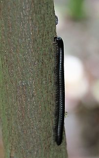 Orthoporus dorsovittatus I believe this "may" be as described above, It is a black millipede of approx. 10cms in the Wedge-capped capuchin range -  2 possible aids to identification (or not) - https://www.researchgate.net/publication/227036591_Seasonal_Anointment_with_Millipedes_in_a_Wild_Primate_A_Chemical_Defense_Against_Insects                                                                                                                                      and                                                                                                                                                            https://books.google.co.uk/books?id=jOfCDgAAQBAJ&pg=PA68&lpg=PA68&dq=tachypodoiulus+niger+venezuela&source=bl&ots=xY0JgdFcYw&sig=ACfU3U3OcFwBGeysuxmmRnjVXnha-4vaZw&hl=en&sa=X&ved=2ahUKEwi5mrSt64HoAhWDwuYKHRsDDg8Q6AEwFnoECA0QAQ#v=onepage&q=tachypodoiulus niger venezuela&f=false Choroni,Henri Pittier National Park,Orthoporus dorsovittatus