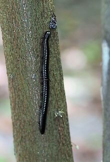 Orthoporus dorsovittatus