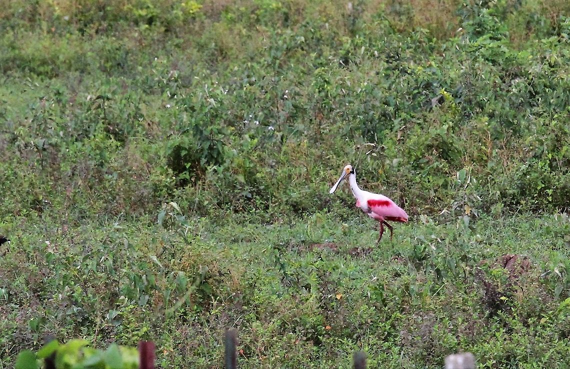 Roseate Spoonbill On the route down to Hato Pinero Hato Pinero,Los Llanos,Platalea ajaja,Roseate Spoonbill