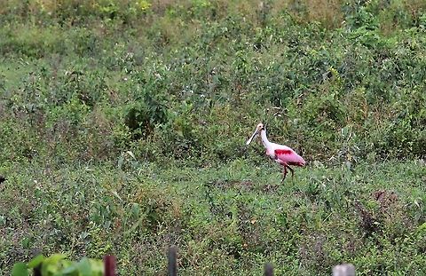 Roseate Spoonbill On the route down to Hato Pinero Hato Pinero,Los Llanos,Platalea ajaja,Roseate Spoonbill