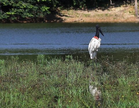 Jabiru On laguna at Hato Pinero Hato Pinero,Jabiru,Jabiru mycteria,Los Llanos