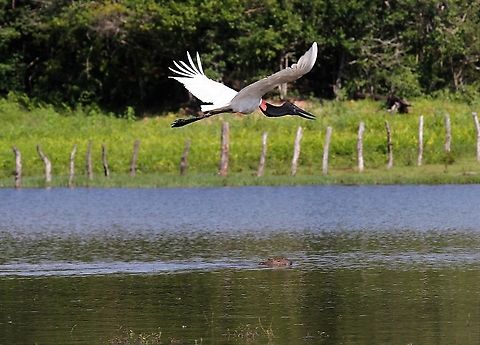 Jabiru flying over Capybara  Hato Pinero,Jabiru,Jabiru mycteria,Los Llanos