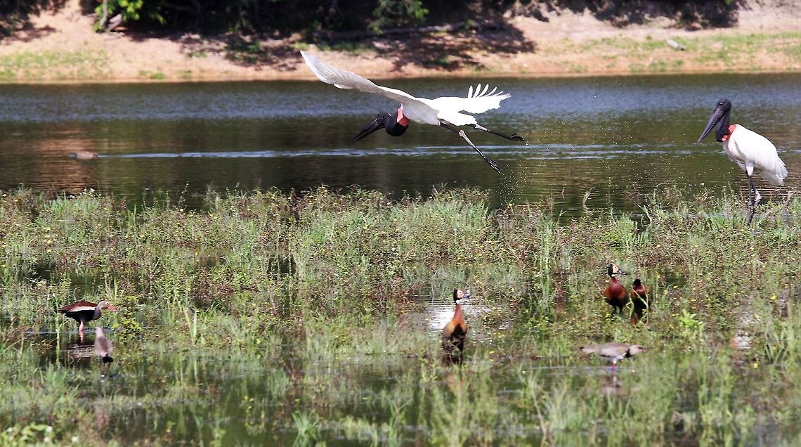Jabiru Taking to the air Hato Pinero,Jabiru,Jabiru mycteria,Los Llanos