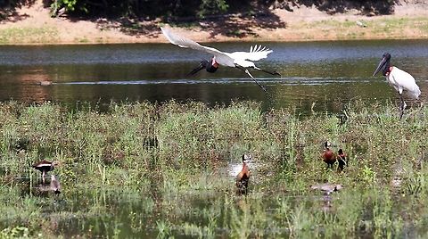 Jabiru Taking to the air Hato Pinero,Jabiru,Jabiru mycteria,Los Llanos