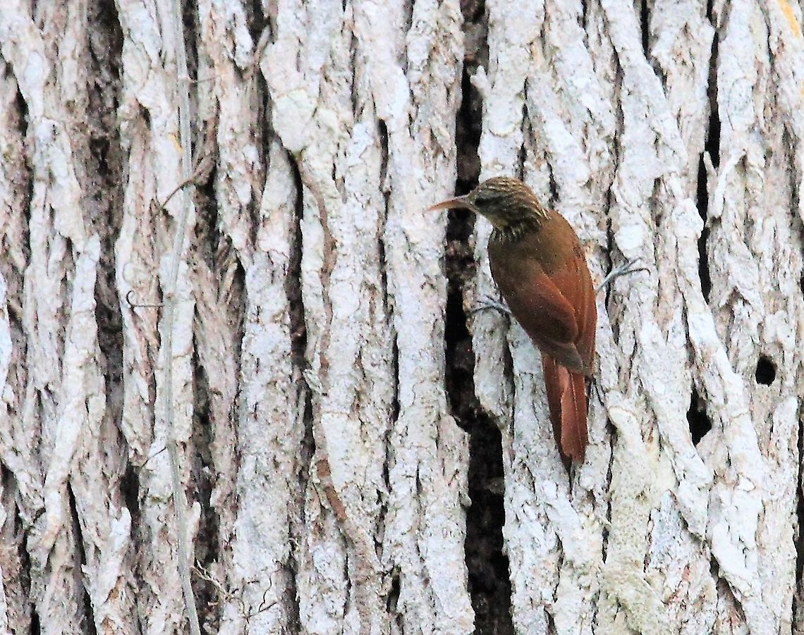 Cocoa Woodcreeper In an organic cocoa estate Choroni,Chuao,Cocoa woodcreeper,Xiphorhynchus susurrans