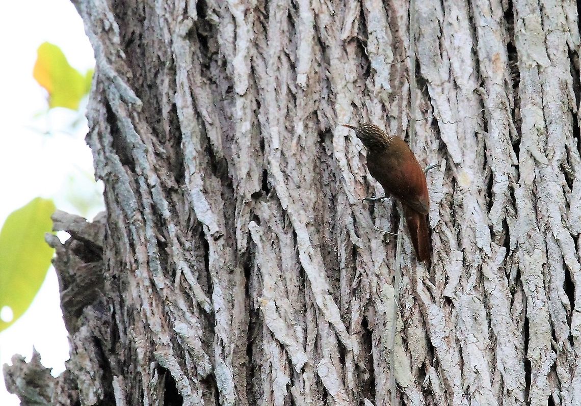 Cocoa Woodcreeper A pretty little woodcreeper in an organic cocoa estate Choroni,Chuao,Cocoa woodcreeper,Xiphorhynchus susurrans