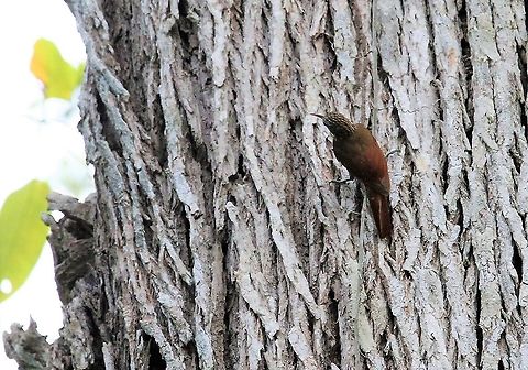 Cocoa Woodcreeper A pretty little woodcreeper in an organic cocoa estate Choroni,Chuao,Cocoa woodcreeper,Xiphorhynchus susurrans
