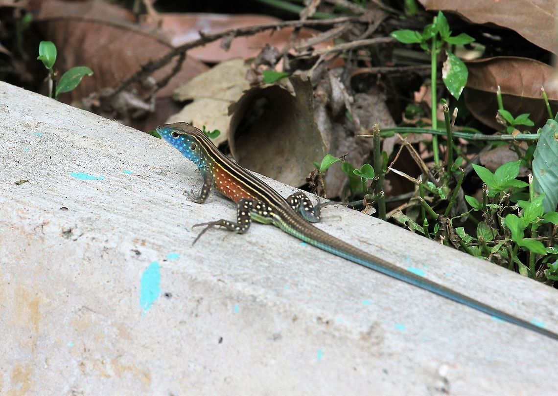 Cnemidophorus lemniscatus Very colourful lizard from Chuao about 1 km from the Caribbean coast in Venezuela - fast little beast Cnemidophorus lemniscatus,Lizard,Rainbow whiptail,choroni,chuao