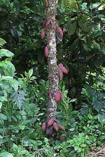 Cacao Tree  Cacao tree,Theobroma cacao,choroni,chuao