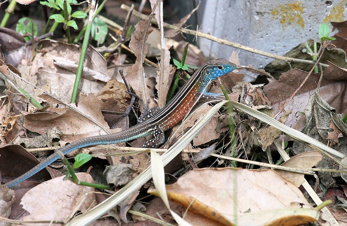 Cnemidophorus lemniscatus A rainbow whip Chuao,Cnemidophorus lemniscatus,Rainbow whiptail,choroni,lizzard