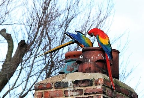 Scarlet Macaw with hybrid Investigating a chimney for a nest site??? These are free-flying macaws in Cumbria - see https://www.cwherald.com/a/archive/corner-of-eden-exotic-parrots-share-with-native-birds.450773.html  Ara macao,Kirkby Stephen,Scarlet macaw,Solway Firth. Cumbria United Kin