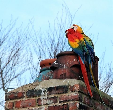 Macaw pair, one scarlet, one hybrid Free flying Macaws and Parrots in Cumbria Ara macao,Cumbria,Kirkby Stephen,Scarlet macaw